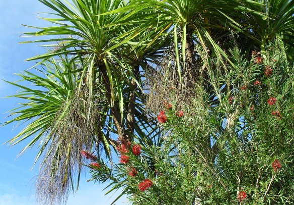 Cabbage Palm and Bottle Brush