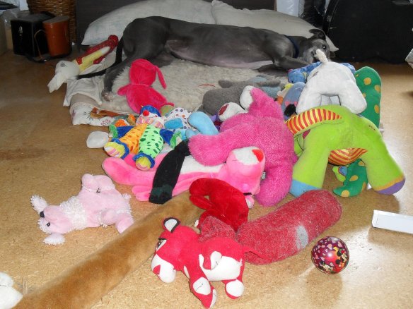 Solo relaxed with a few toys